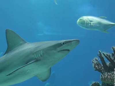 dédié à certains vendeurs qui sont des requins