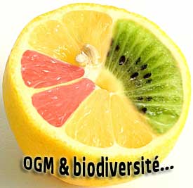 Effets des OGM sur la biodiversité