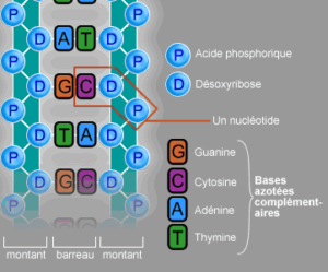 Schéma de l'ADN