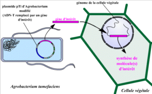 Transgenèse par Agrobacterium tumefaciens