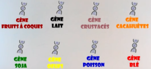 Gènes provenant d'aliments à tendance allergisants