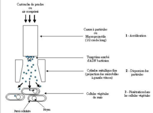 Schéma méthode biolistique