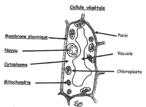 Schéma cellule végétale