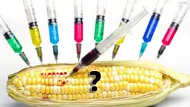 Conclusions sur les organismes génétiquement modifiés