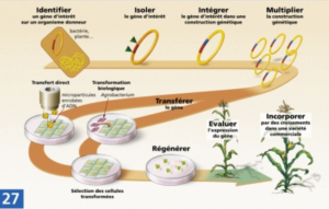 étapes de la création d'une plante transgénique