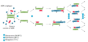 Schéma des étapes de la PCR